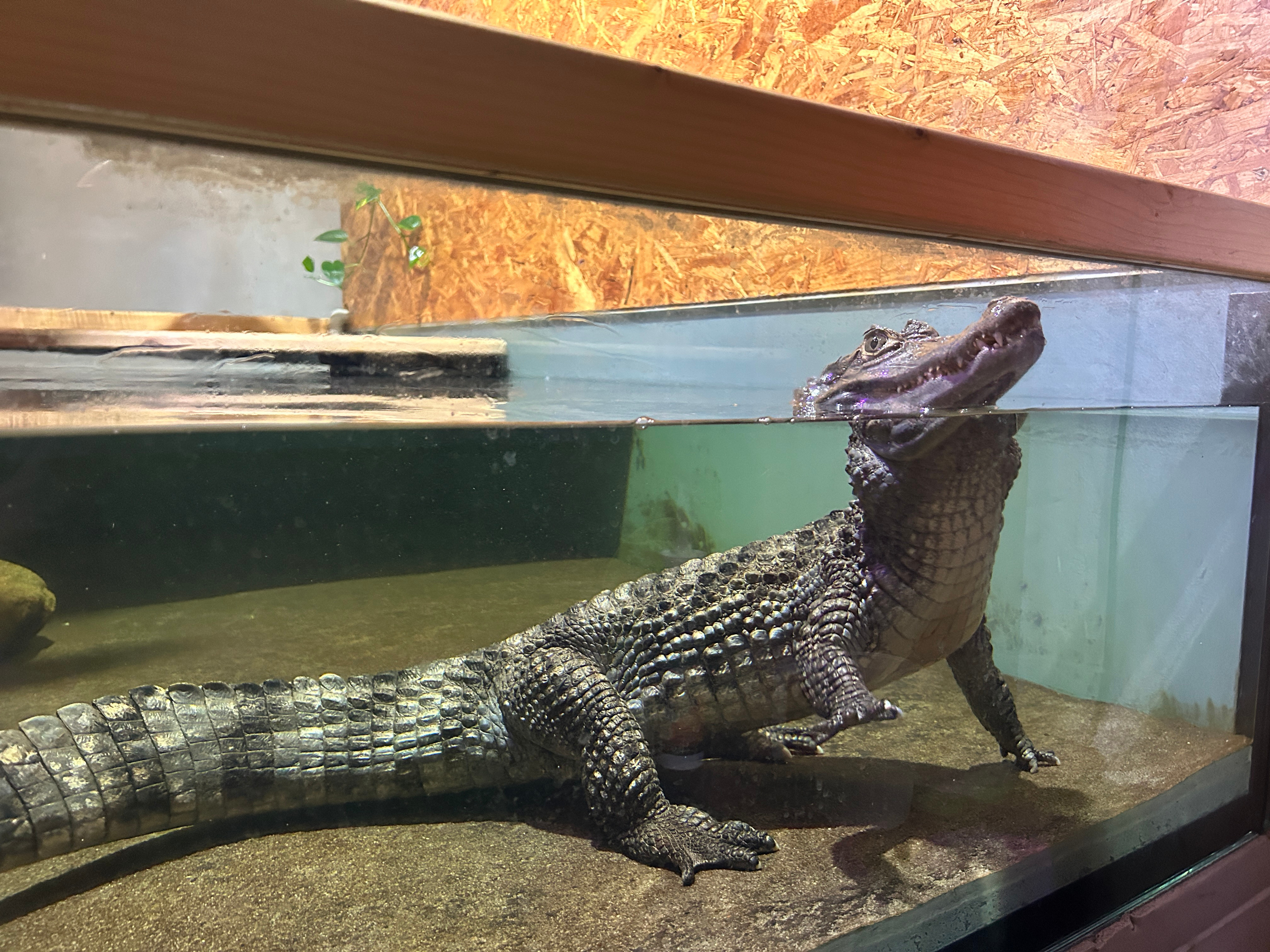 VODNÍ MINIZOO BAŠKA VODA CZ