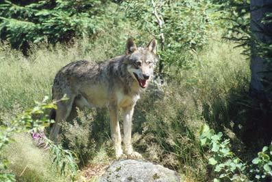 ZOO OHRADA - HLUBOK NAD VLTAVOU