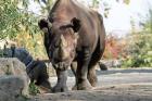 Safari Park Dvr Krlov se astn nejvtho pesunu nosoroc z Evropy do Afriky 